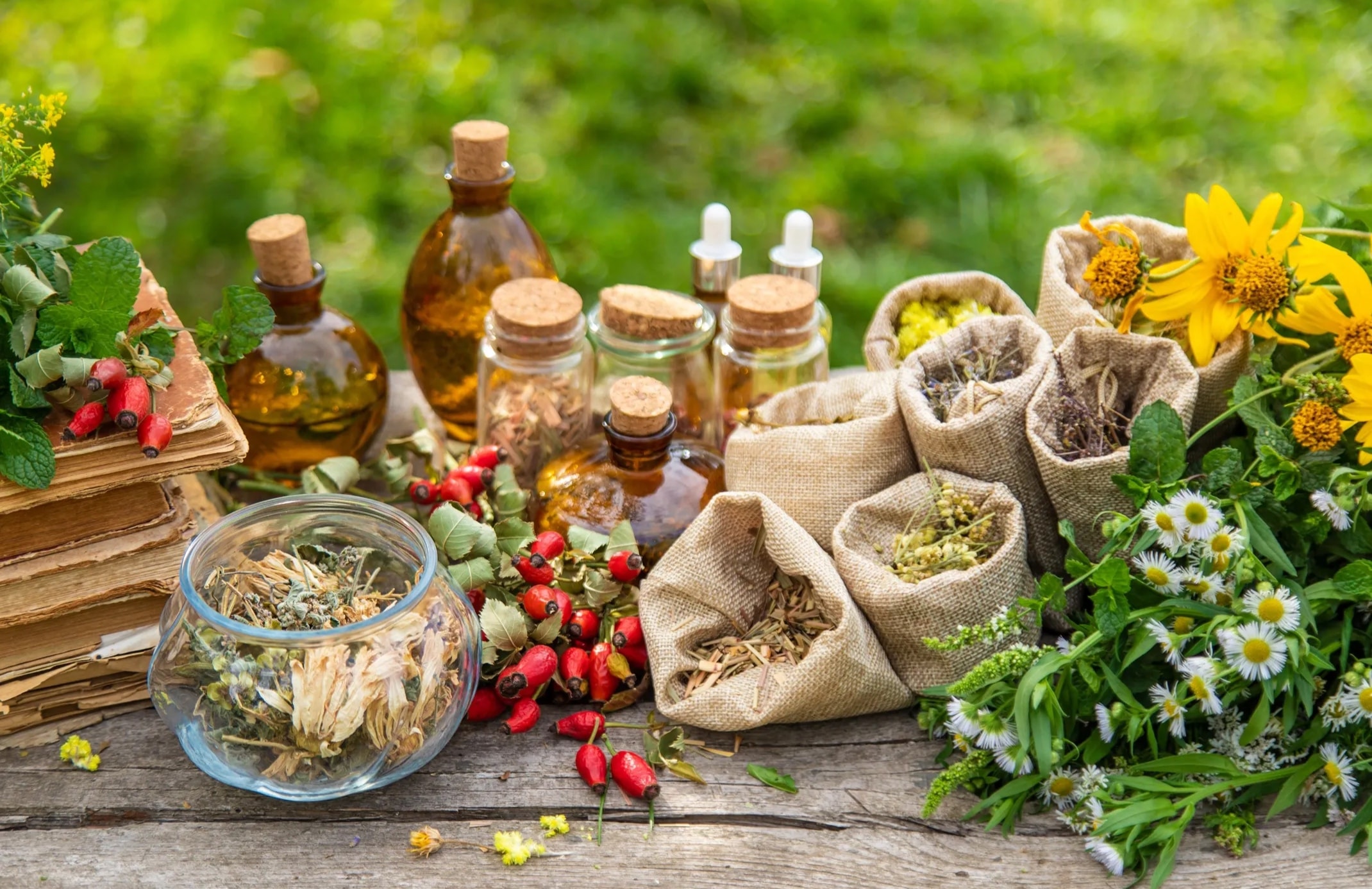 Herboriste — cueillette de plantes médicinales